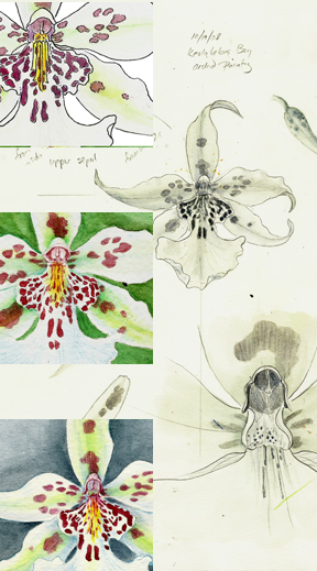 Botanical Watercolor collage Oncidium by Vorobik